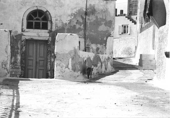 Street Cat