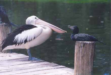 Birds