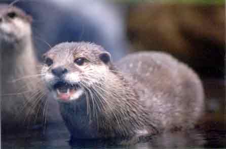 Otter