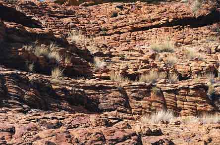 Brush on Rocks