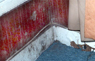 Mold!