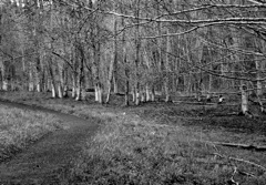 IMG_5180bw